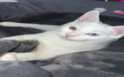 European cats for sale: Kittens For Sale - Image 5