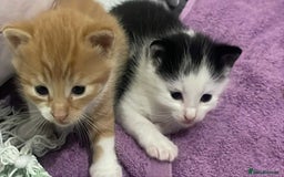 Maine Coon cats for sale: Beautiful Maine coon x kittens  - Image 3
