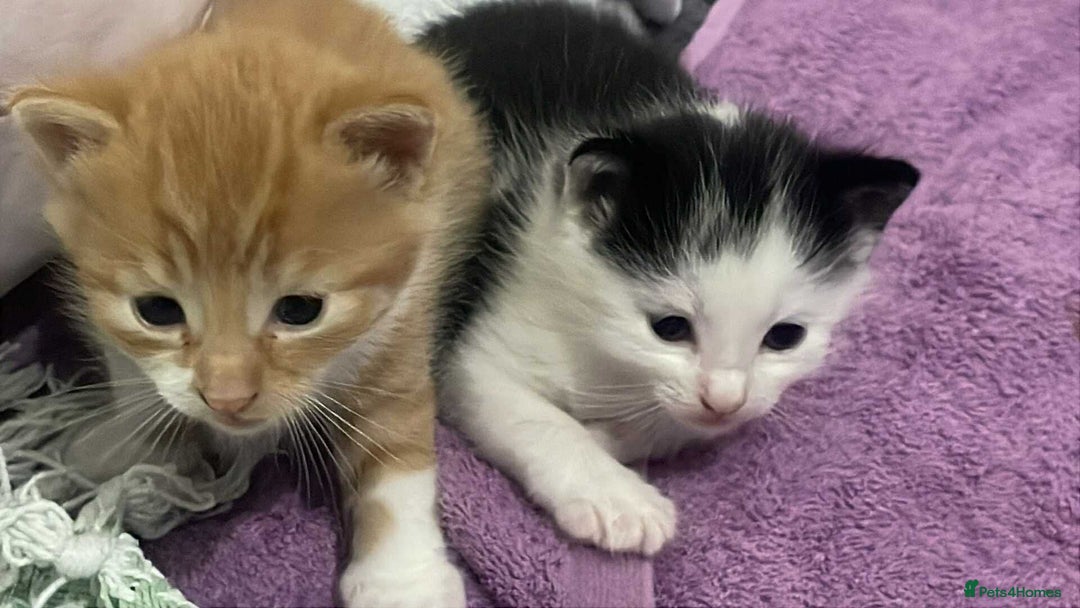 Maine Coon cats for sale: Beautiful Maine coon x kittens  - Image 3