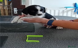 English Springer Spaniel dogs for sale: Working English Springer Spaniel  in Cullompton - Image 13