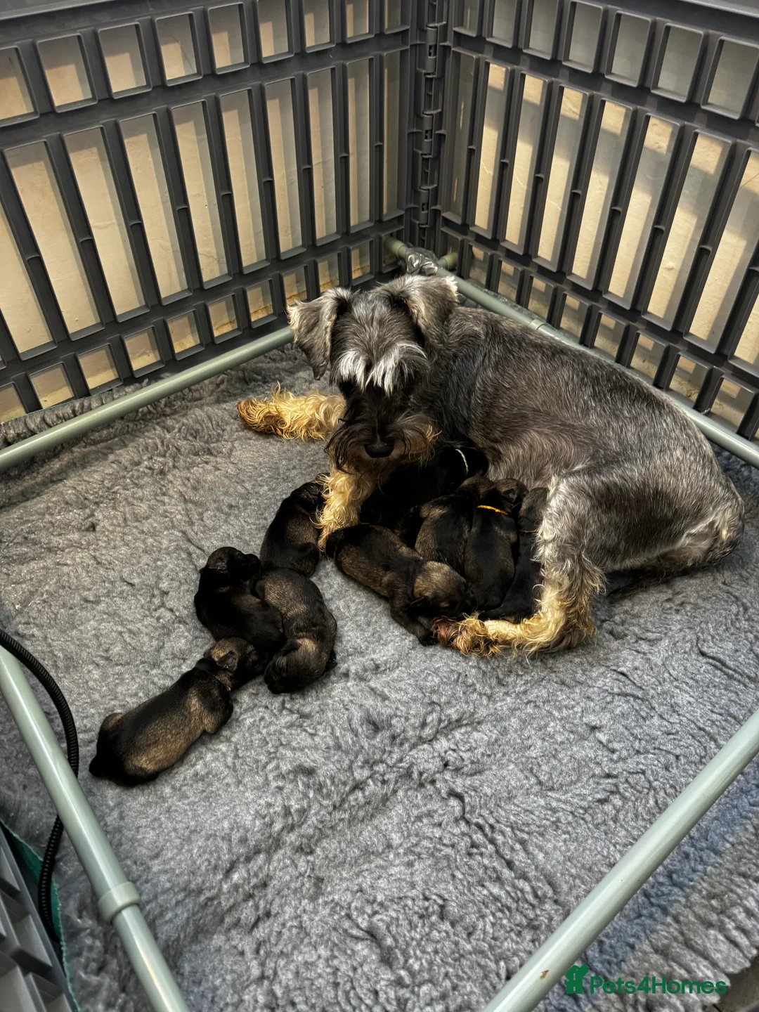 Miniature Schnauzer dogs for sale: One female miniature schnauzer remaining  - Advert 2