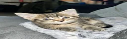 Mixed Breed cats for sale: Beautiful tabby kitten - Advert 2