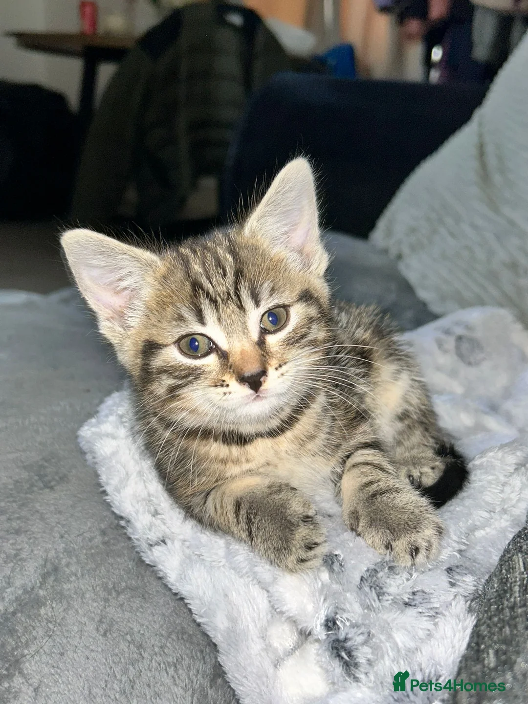 Mixed Breed cats for sale: Beautiful tabby kitten - Advert 2