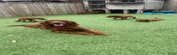 Irish Setter dogs for sale: Red Setter Puppies - Advert 11