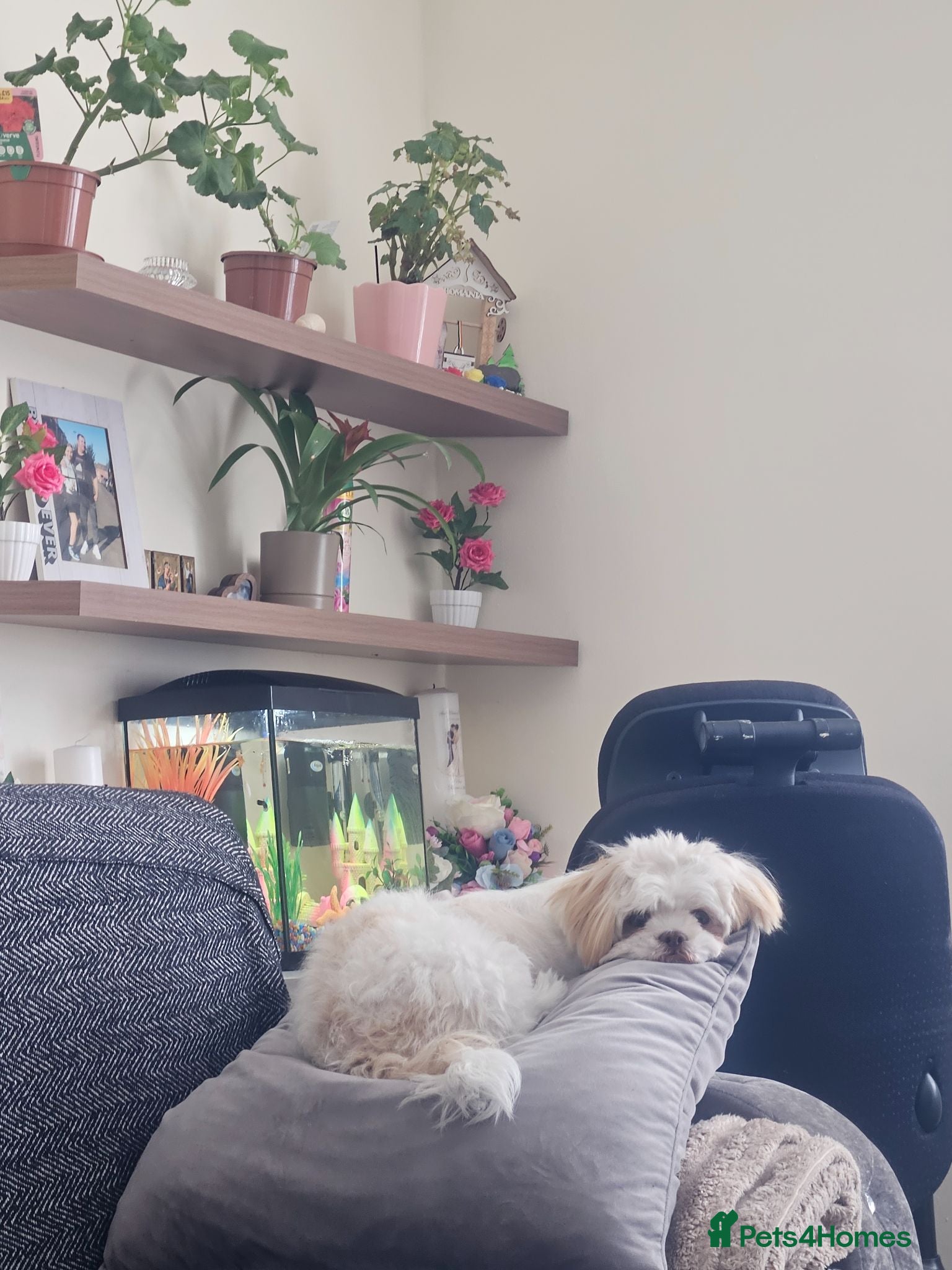 Shih Tzu dogs Female Shihtzu for sale - Advert 1