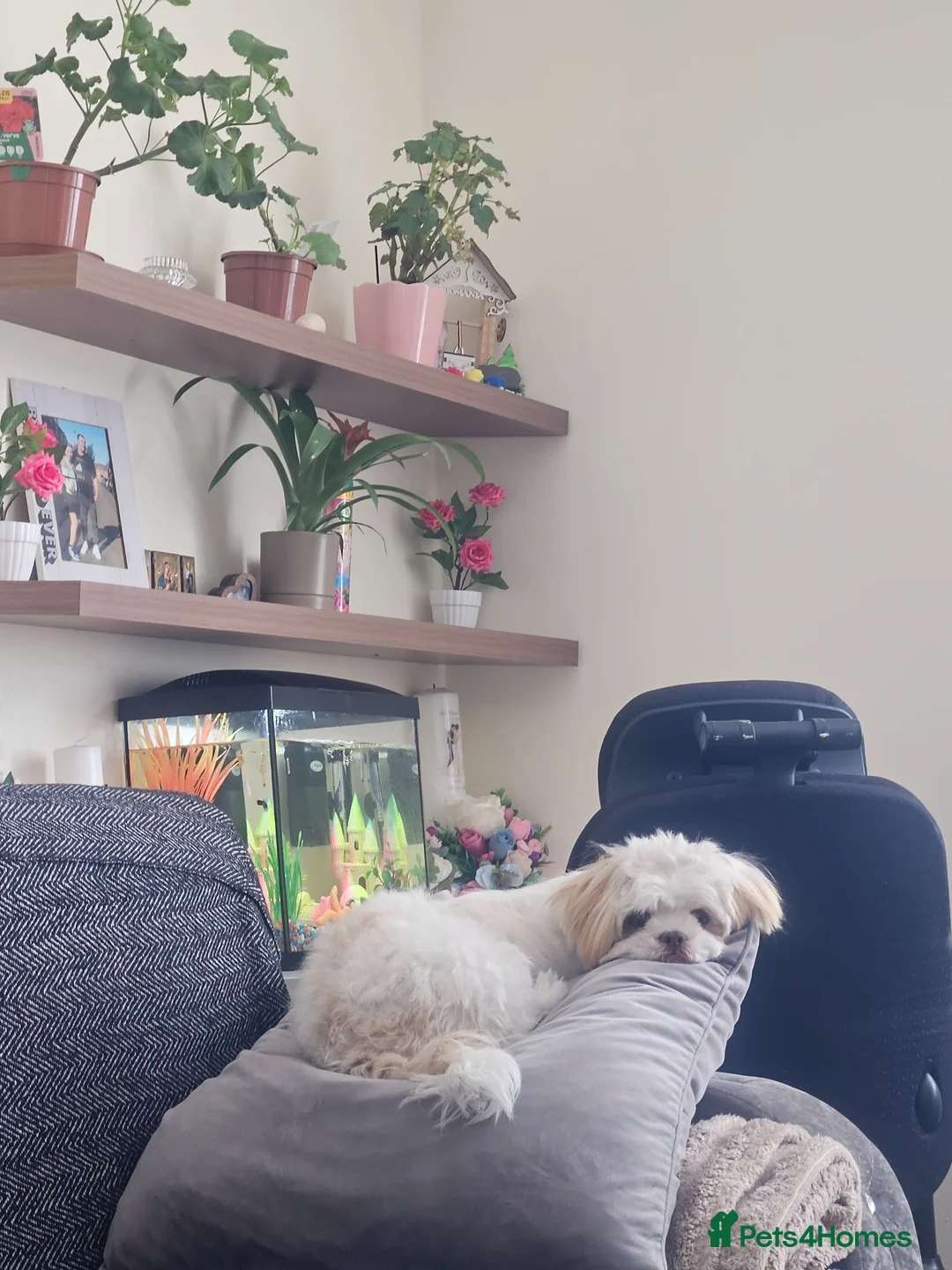 Shih Tzu dogs for sale: Female Shihtzu for sale in Sheffield - Advert 1