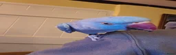 Ringnecks birds for sale: Indian ringneck blue female - Advert 3
