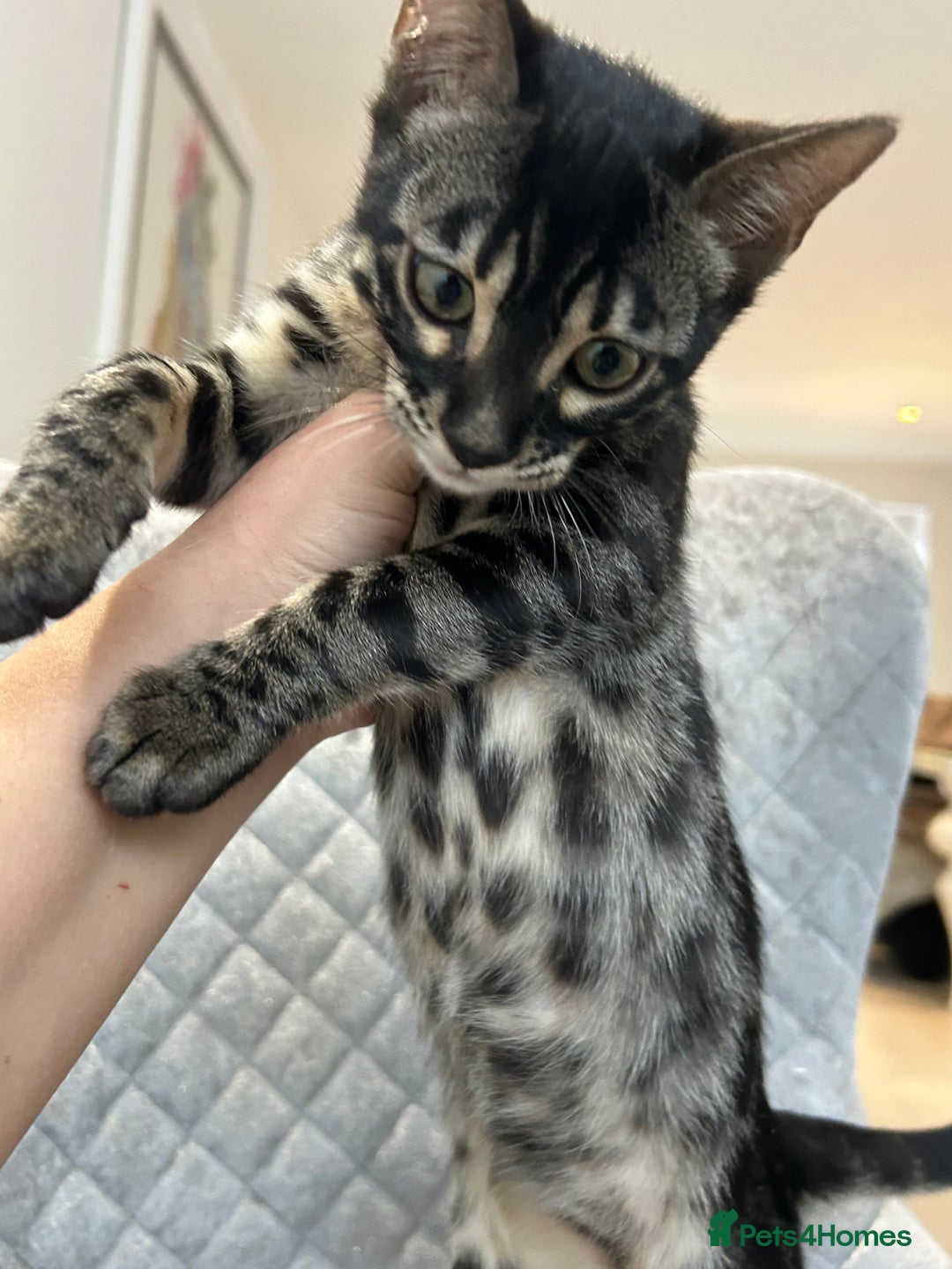 Bengal cats for sale: Stunning Charcoal Female Bengal Kitten - TICA - Advert 6