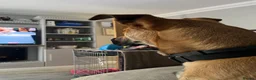 Mixed Breed dogs for sale: Bramley  in Dorking - Advert 3