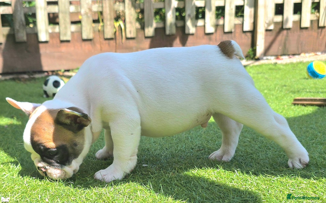 French Bulldog dogs for sale: Adorable Frenchie Puppies Seeking Forever Homes - Image 15