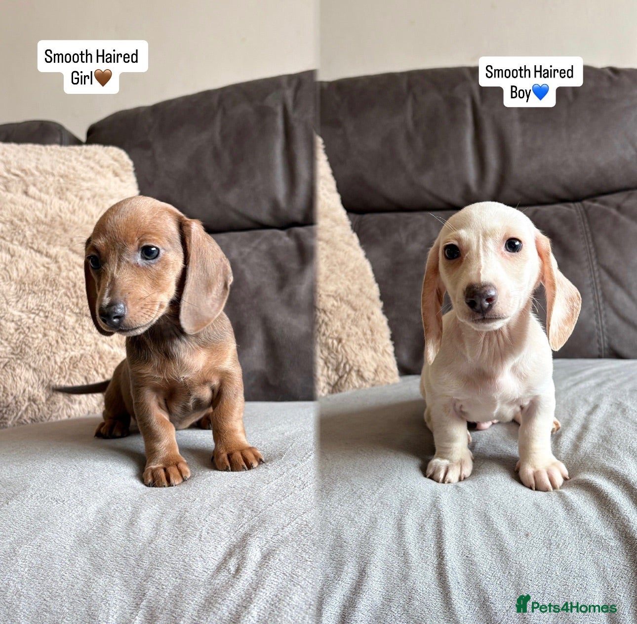 Miniature Dachshund dogs READY TO LEAVE NOW‼️ MINIATURE DACHSHUND PUPPIES🐾 - Advert 1