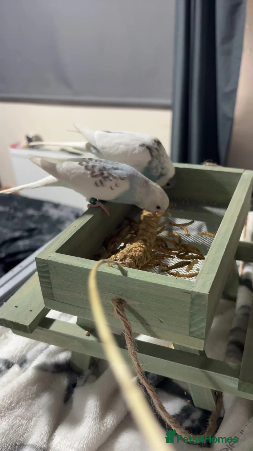 Budgerigars birds for sale: 2 budgies  in Lydney - Advert 2