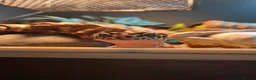 Leopard Gecko reptiles for sale: Leopard Geckos - Advert 1