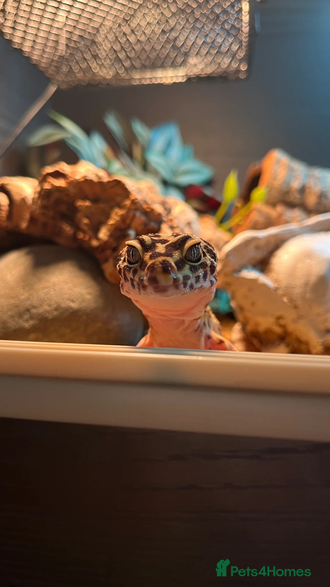 Leopard Gecko reptiles for sale: Leopard Geckos - Advert 1