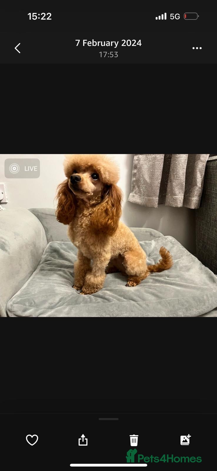 Toy Poodle dogs READY NOW solid black KC Toy poodle Girl - Advert 1