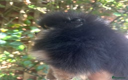 Pomeranian dogs for sale: Champion KC Russian/Taiwan tiny Pomaranian  - Image 3
