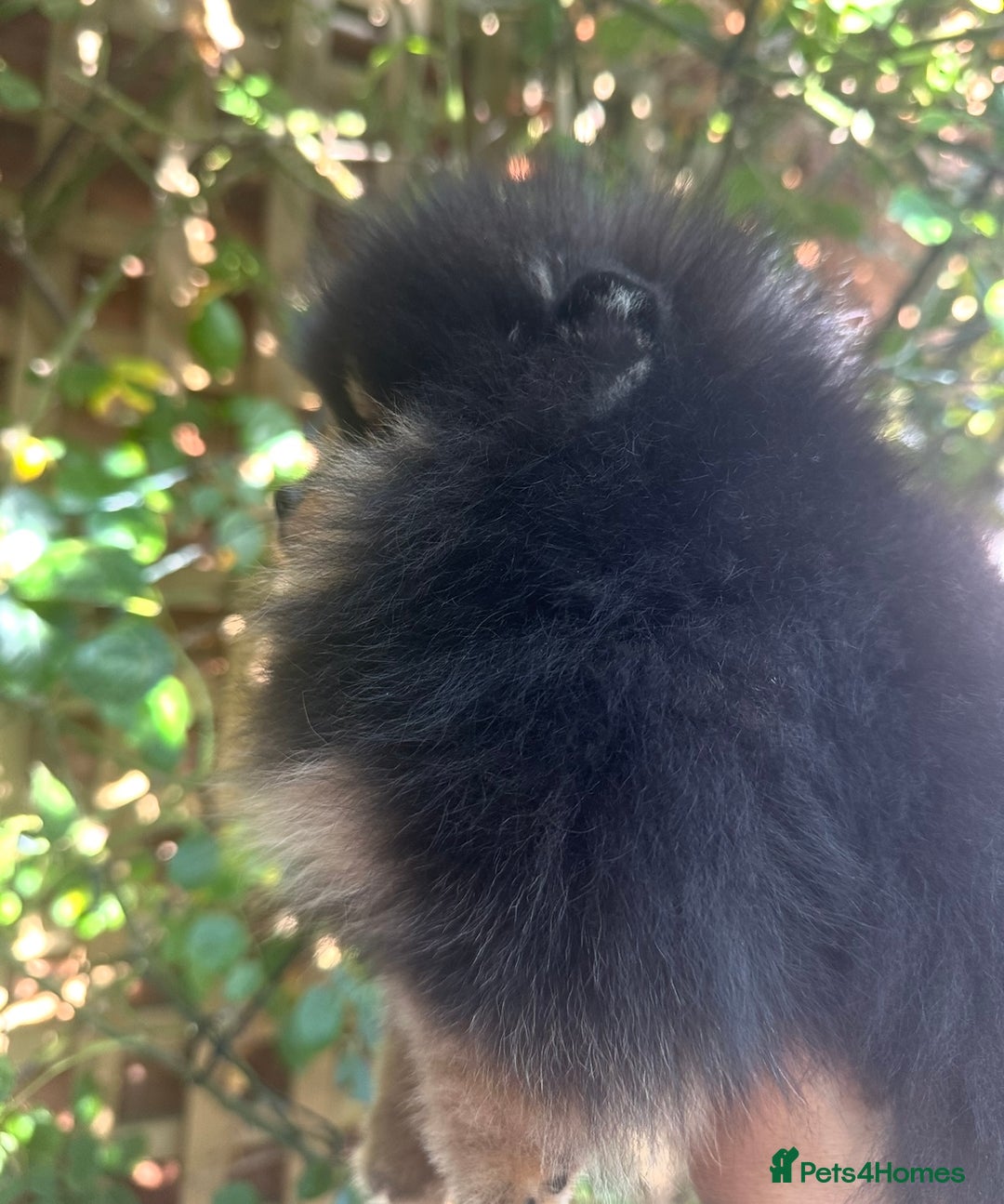 Pomeranian dogs for sale: Champion KC Russian/Taiwan tiny Pomaranian  - Image 3