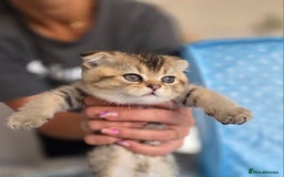 Scottish Fold cats for sale: Pure Scottish fold / straight kittens  - Image 19