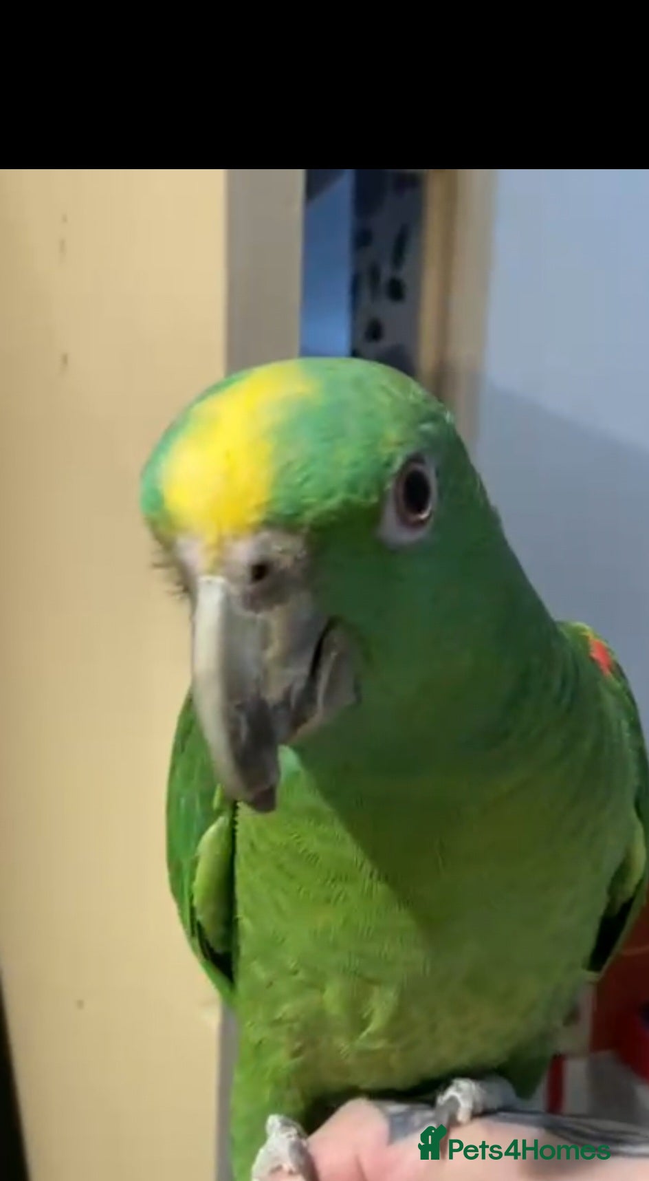 Parrots birds Beautiful yellow head amazon tame and talking pa - Advert 7