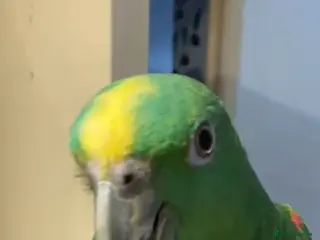 Parrots birds Beautiful yellow head amazon tame and talking pa - Advert 3