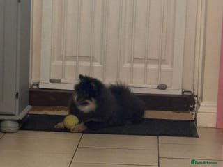 Pomeranian dogs Last kc reg girl available 5 half months old ❤️ - Advert 2