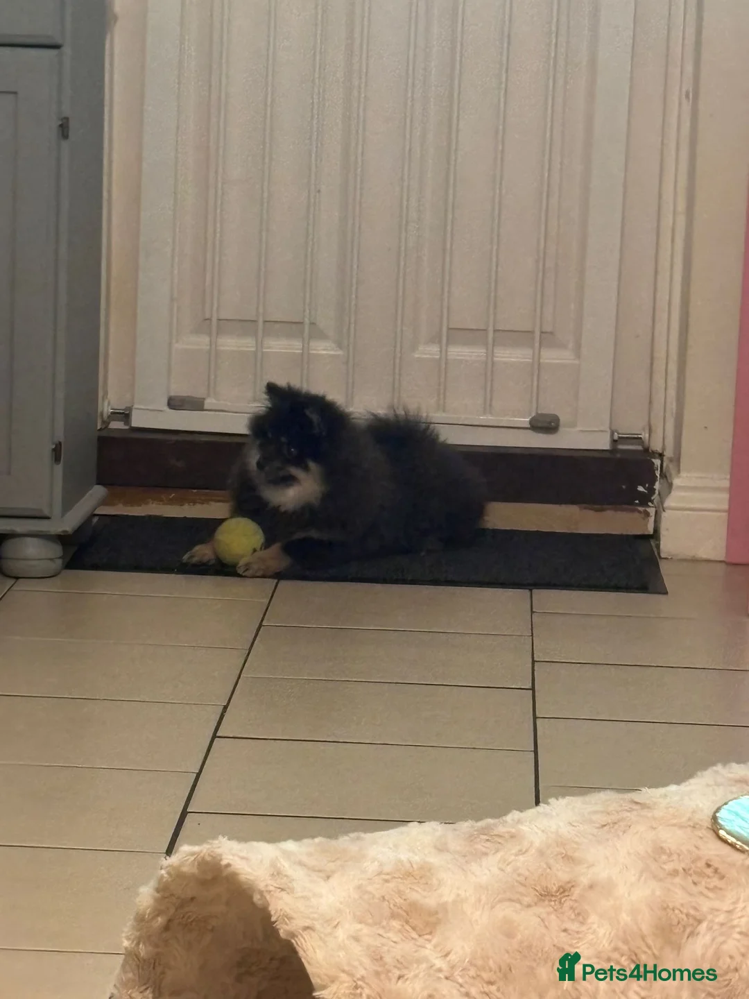 Pomeranian dogs for sale: Last kc reg girl available 5 half months old  ❤️ - Advert 1