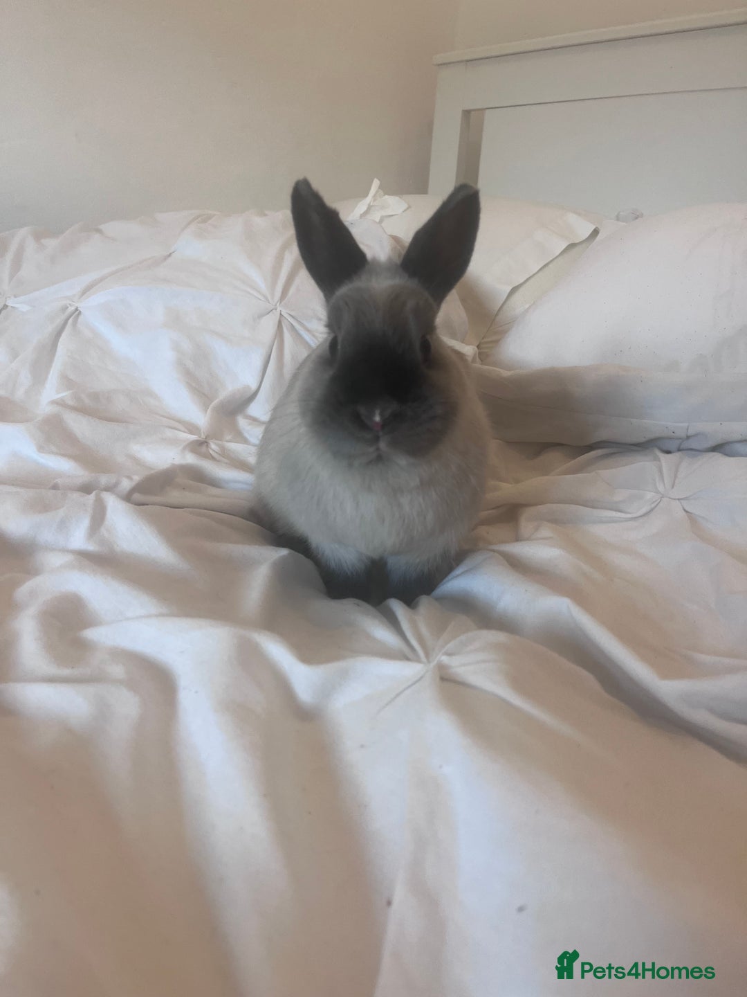 Netherland Dwarf rabbits for sale: Rehoming two beautiful rabbits - Advert 6