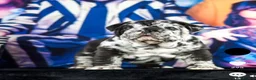 English Bulldog dogs for sale: Male English Bulldog, Rare/Unique Coat, Family Dog - Advert 11