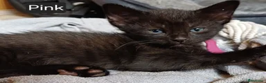 Female Black Kitten - Pink Collar