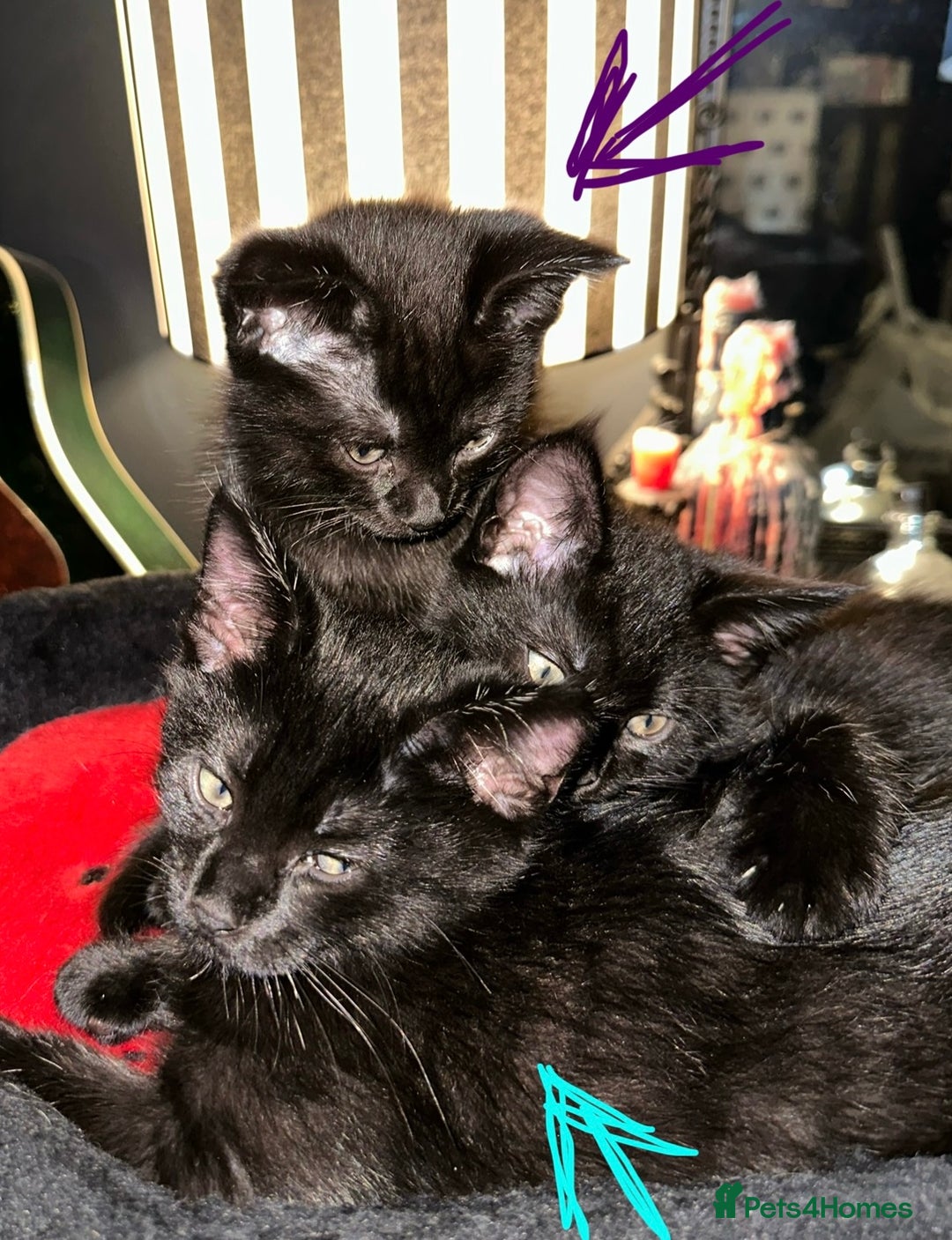 Maine Coon cats for sale: Maine Coon Kittens  - Advert 4