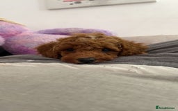 Cavachon dogs for sale: Two boys cavapoochion  - Image 3