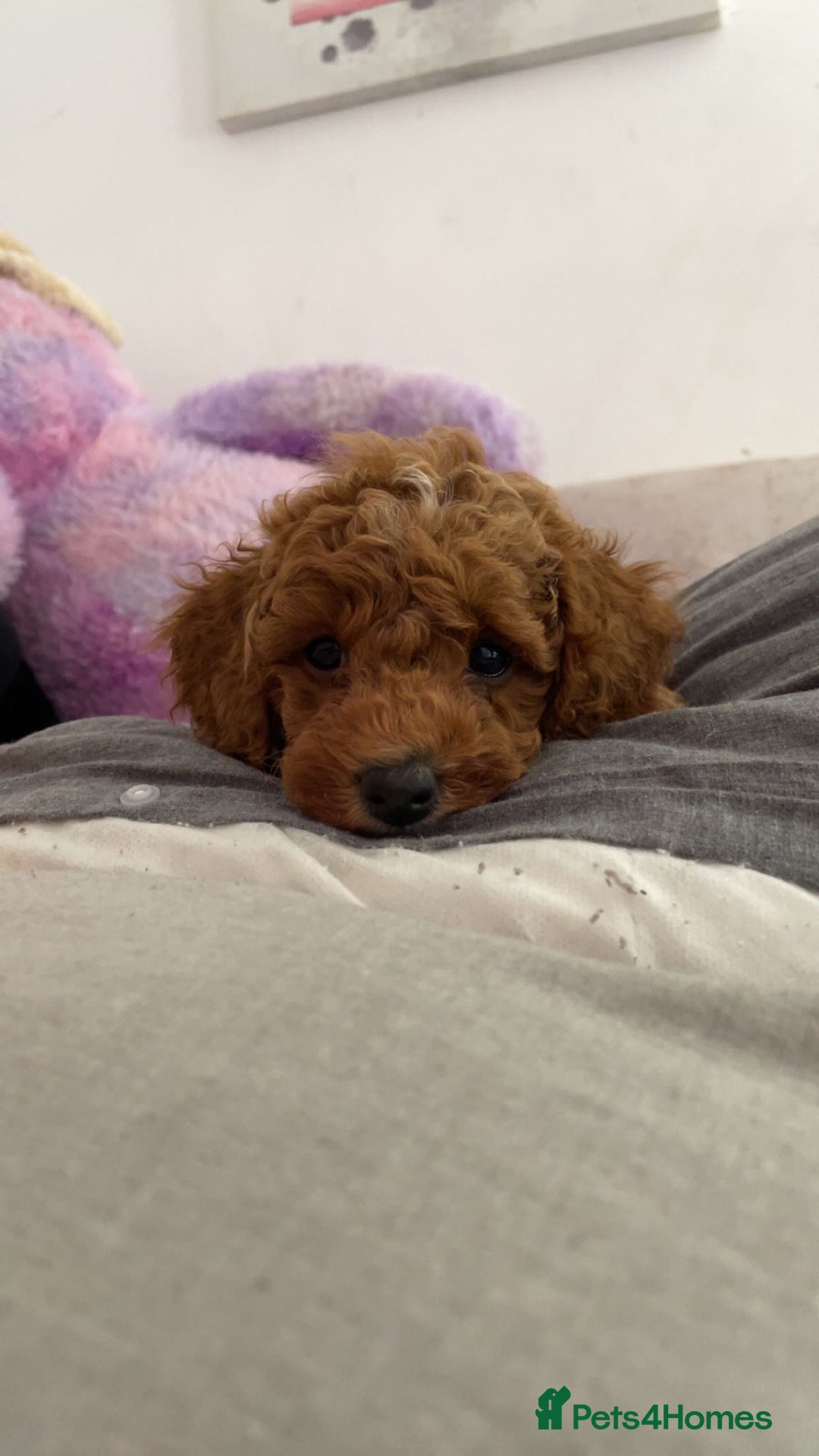 Cavachon dogs for sale: Two boys cavapoochion  - Image 3
