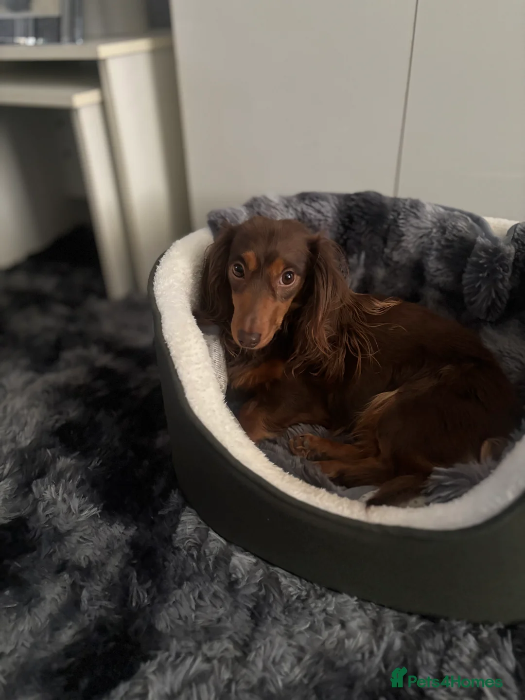 Dachshund dogs for sale: Rehoming our beautiful betty - Advert 5