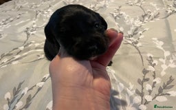 Mixed Breed dogs for sale: Sprollies - Image 12