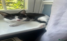 Domestic Shorthair cats for sale: Short haired domestic kittens 1 boy 1 girl in Huntingdon - Image 11
