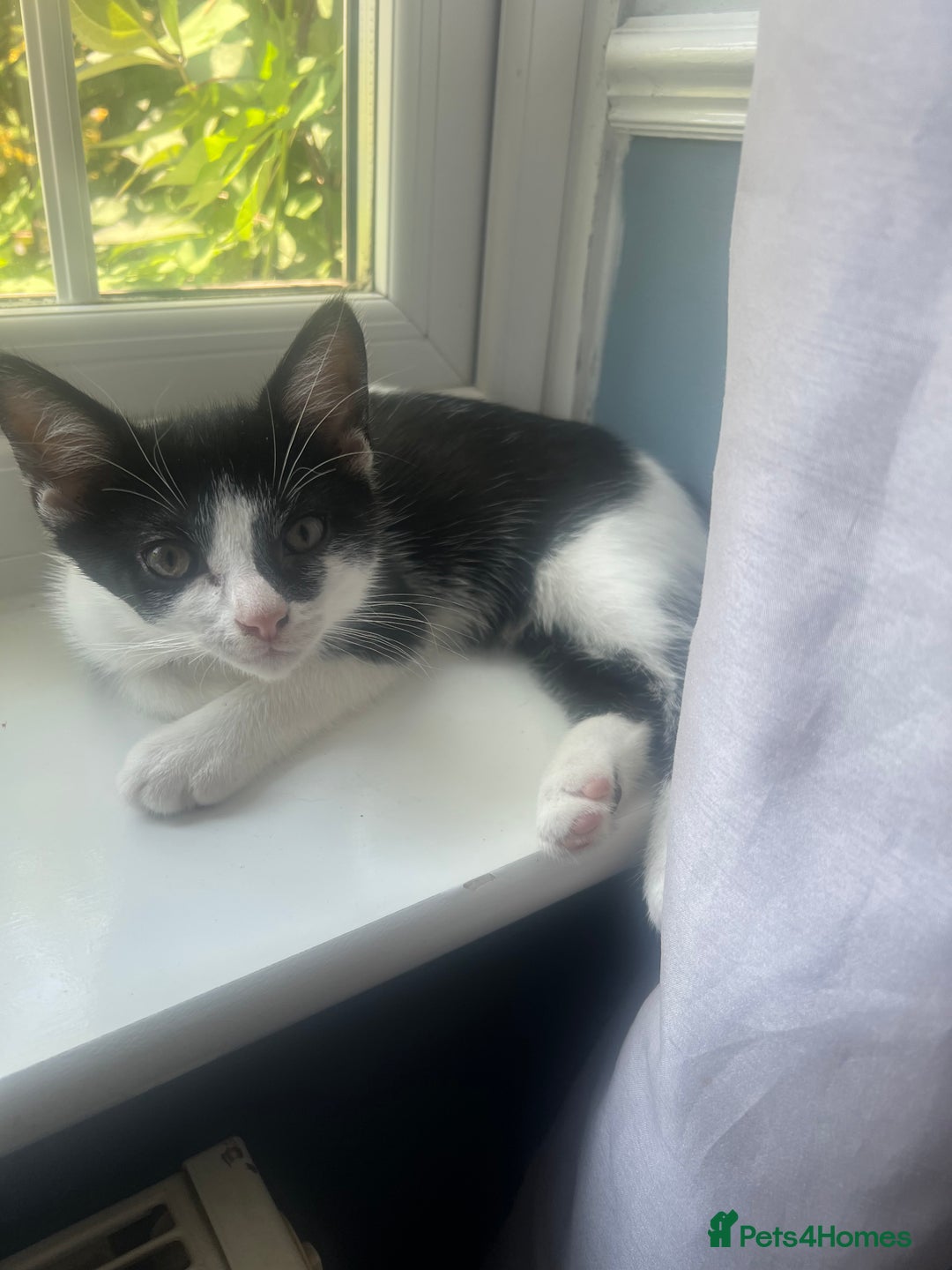 Domestic Shorthair cats for sale: Short haired domestic kittens 1 boy 1 girl in Huntingdon - Image 11