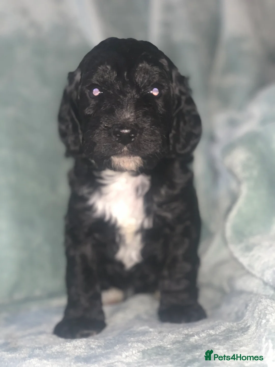 Cockapoo dogs for sale: BEAUTIFUL F2 COCKAPOO PRA CLEAR - Advert 2