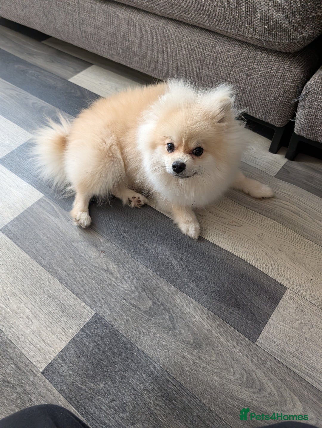 Pomeranian dogs for sale: Rehoming required for our two brothers.  - Image 8
