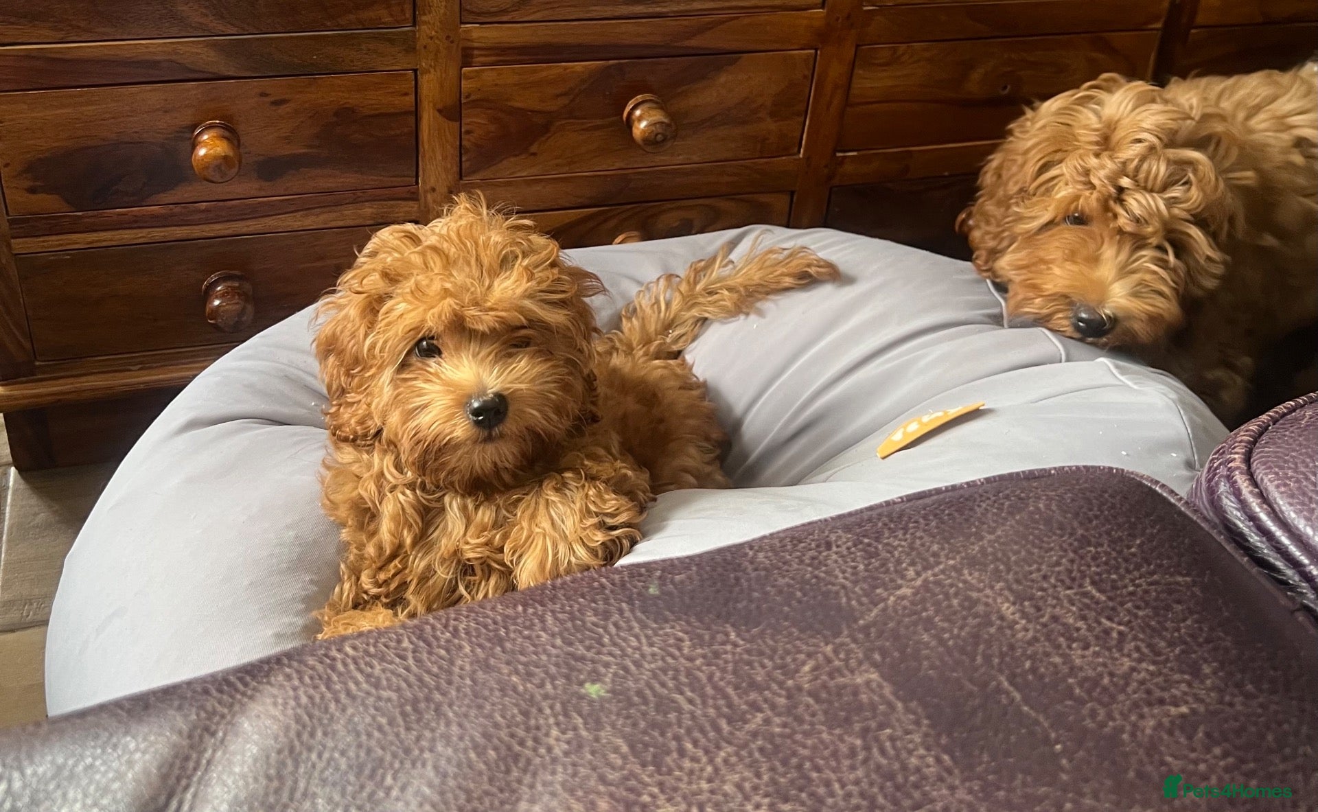 Cavapoo dogs Toy red teddy bear F1B Cavapoos by Asian toy dad - Advert 2