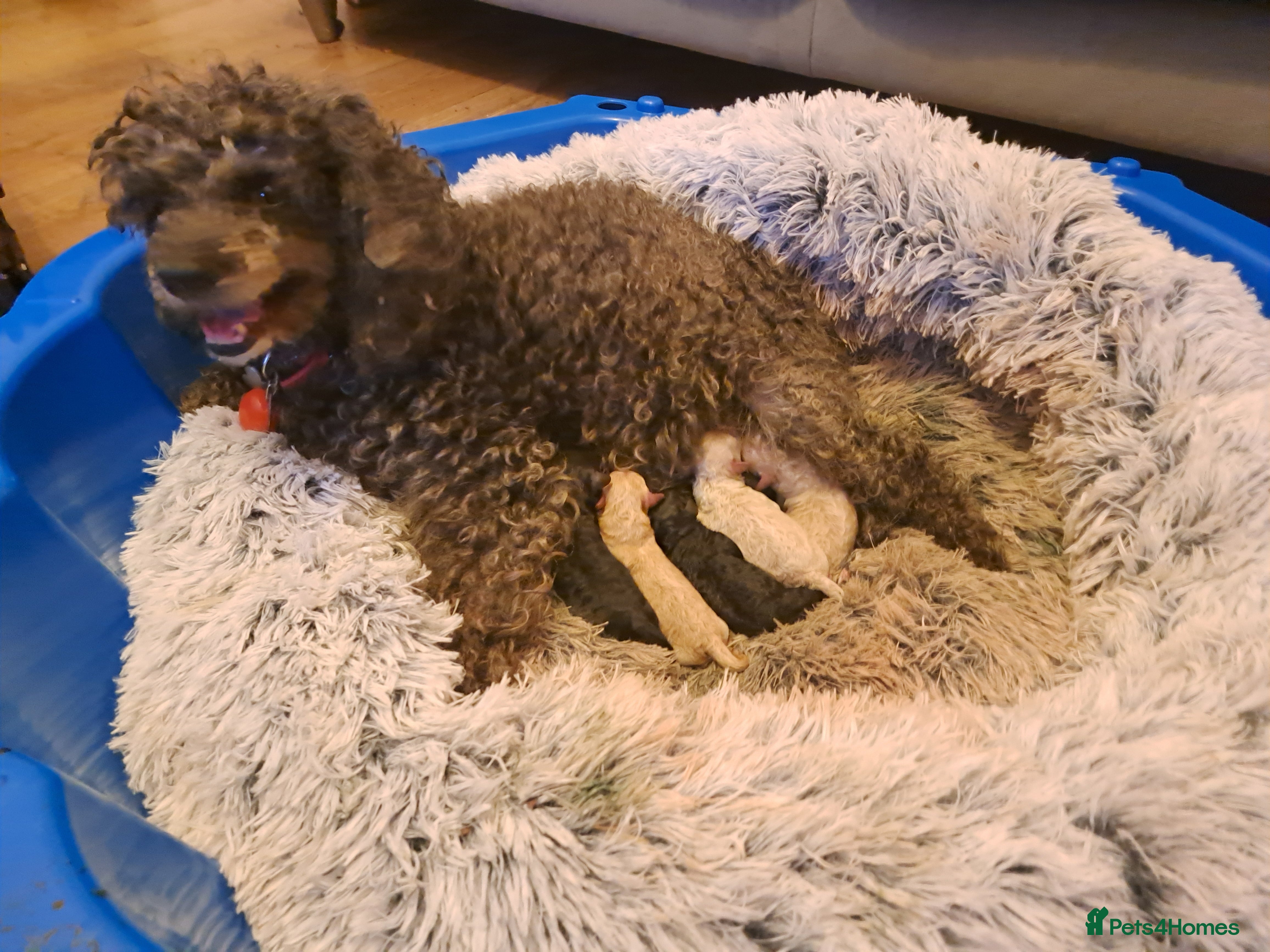 Toy Poodle dogs   **   day toy poodle kc girls&boys black and red - Advert 16