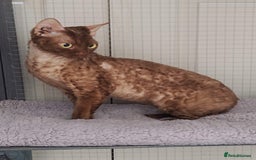 Devon Rex cats for sale: Beautiful Devon Rex Kittens - GCCF registered - Image 33