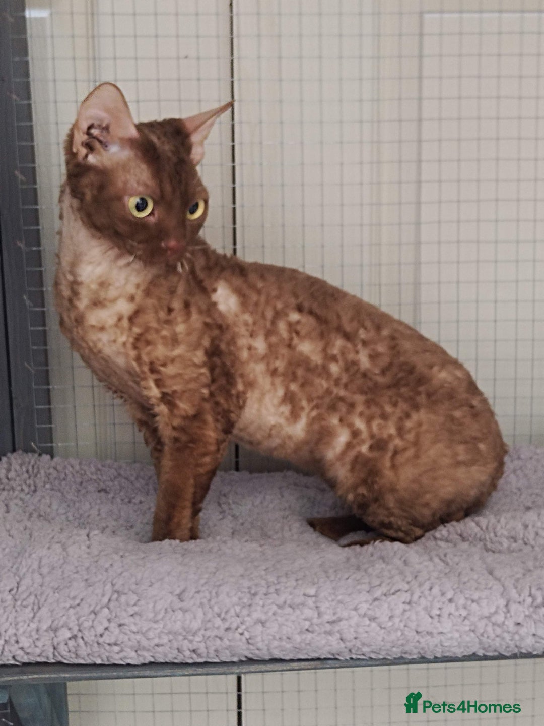 Devon Rex cats for sale: Beautiful Devon Rex Kittens - GCCF registered - Image 33