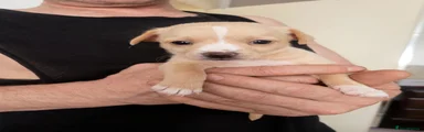 Jack Chi 1