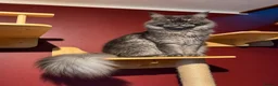 Maine Coon cats for sale: Maine Coons with Tests, Papers, Vet Checks & Vacc. - Advert 18