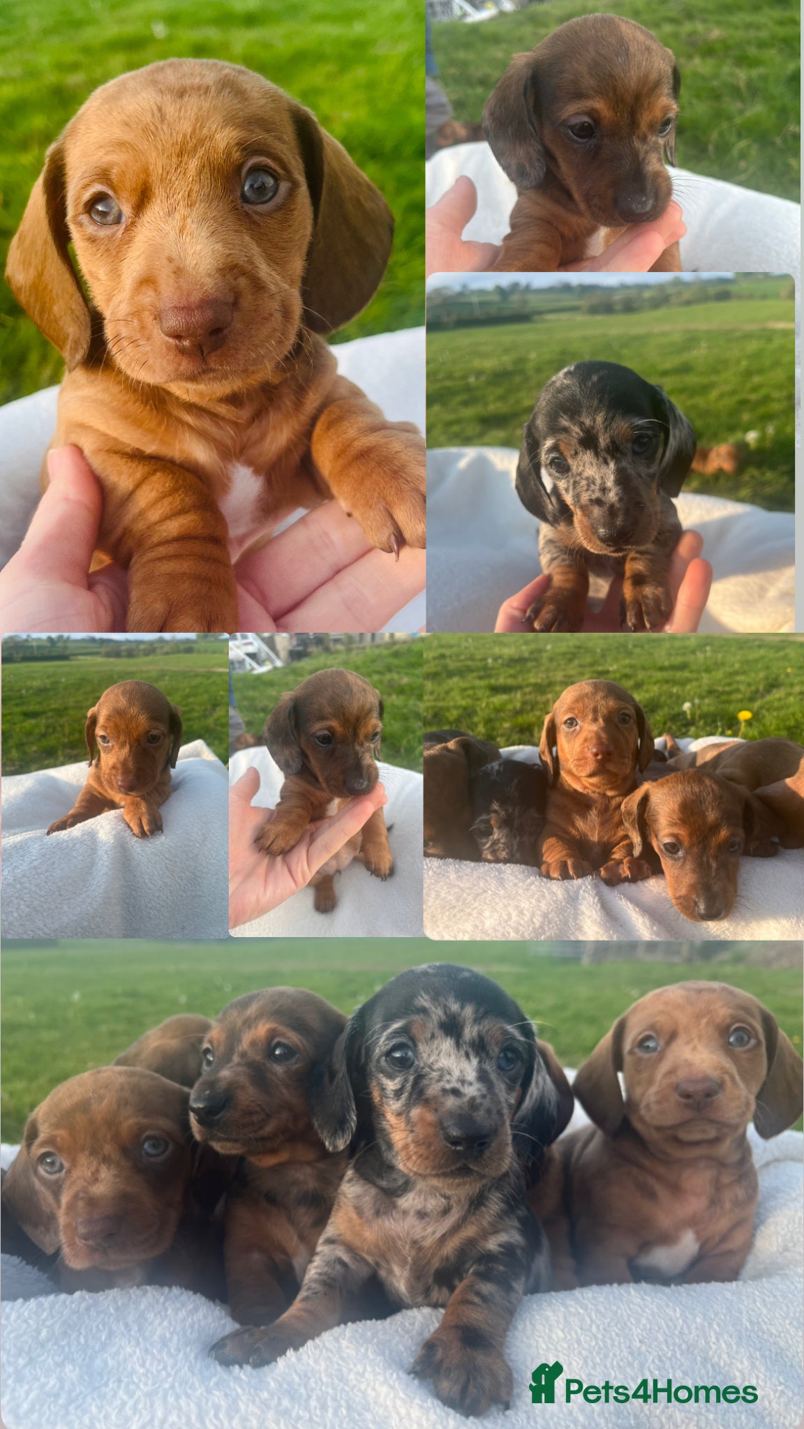 Dachshund dogs Miniature Dapple Dachshund  - Advert 5