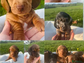 Dachshund dogs Miniature Dapple Dachshund - Advert 5
