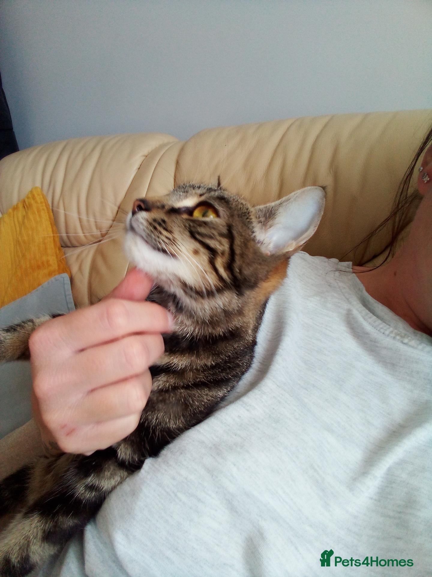 Bengal cats Female Bengal cat 12 months old - Advert 5