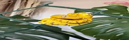 Python Snake reptiles for sale: Baby Green Tree Pythons (Aru x Manokwari)  in South Ockendon - Advert 3
