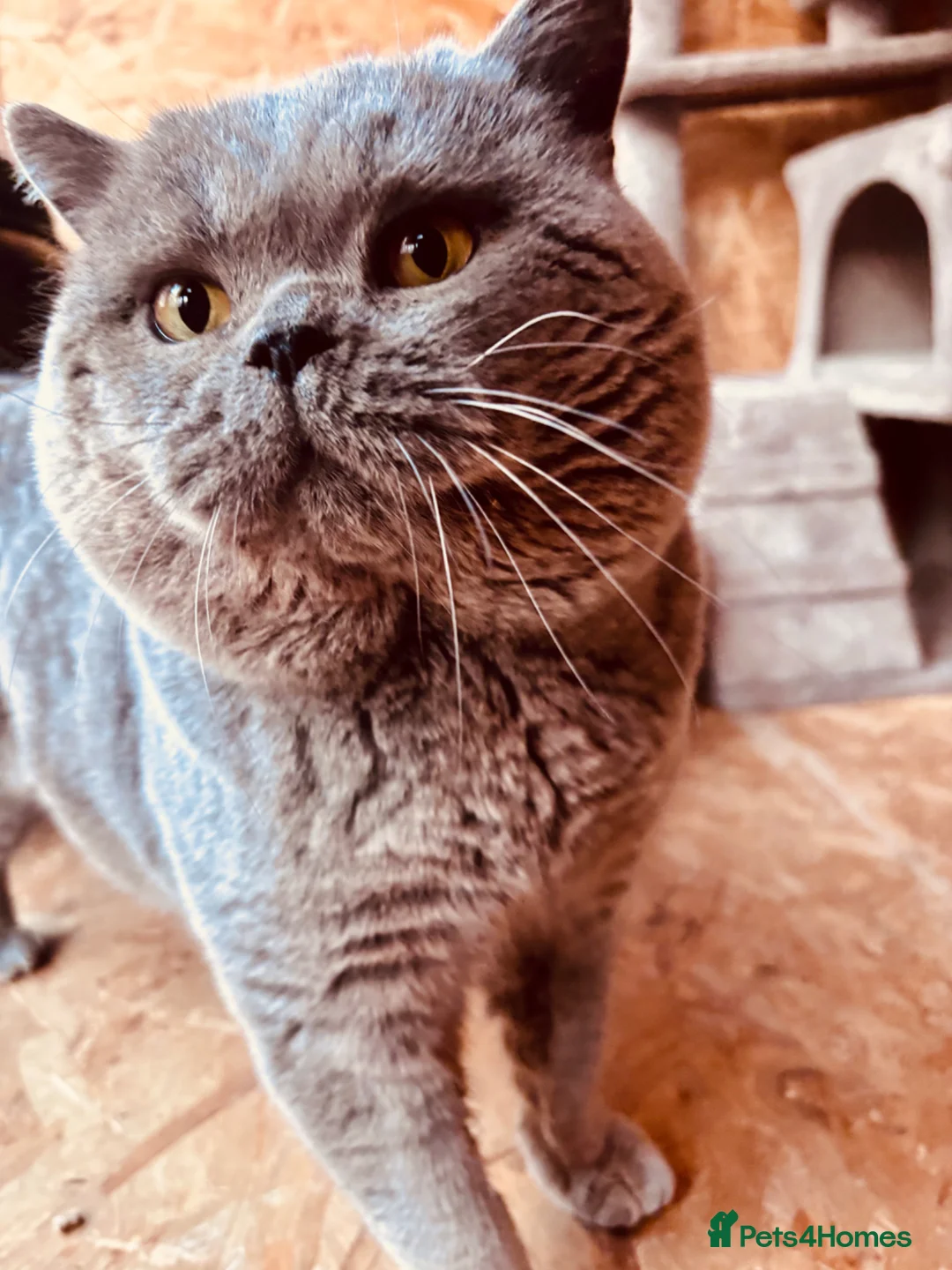 British Shorthair cats for stud: ONE TIME ONLY KOLINGA BOY OPEN TO STUD - Advert 2