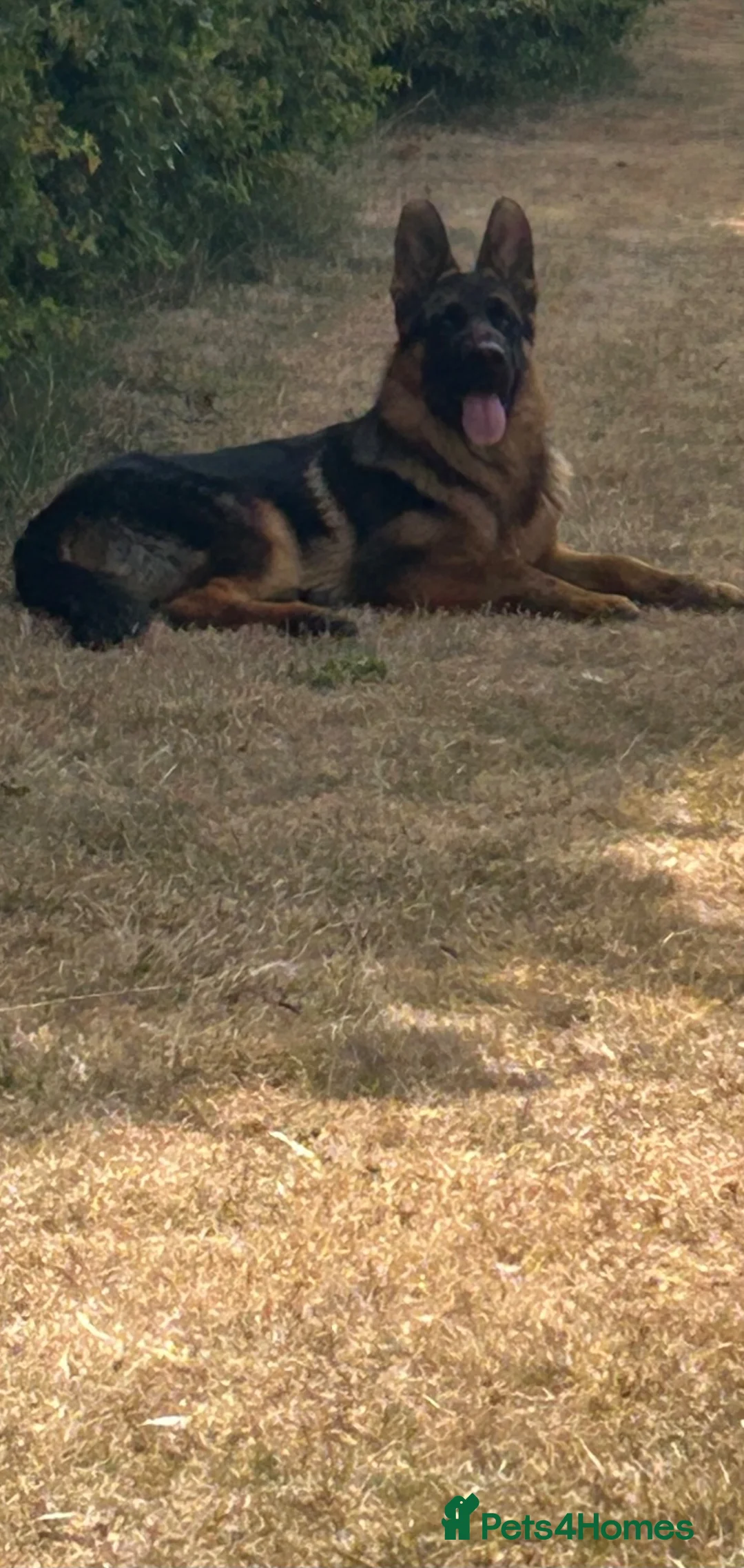 German Shepherd dogs for sale: 5 half month MALE GSD in Newark - Advert 2